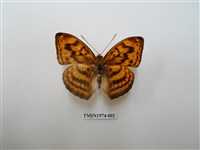 藏品(瑙蛺蝶)的圖片